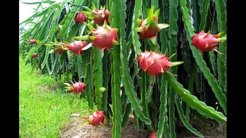 Giải mã giấc mơ thấy thanh long màu đỏ