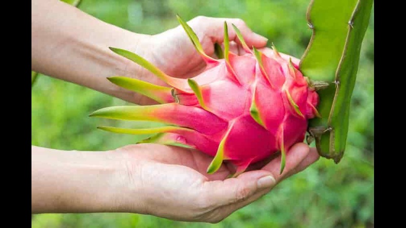 mo thay thanh long 3 Ý Nghĩa Giấc Mộng Thấy Thanh Long Và Đánh Con Gì Để Thắng Lớn